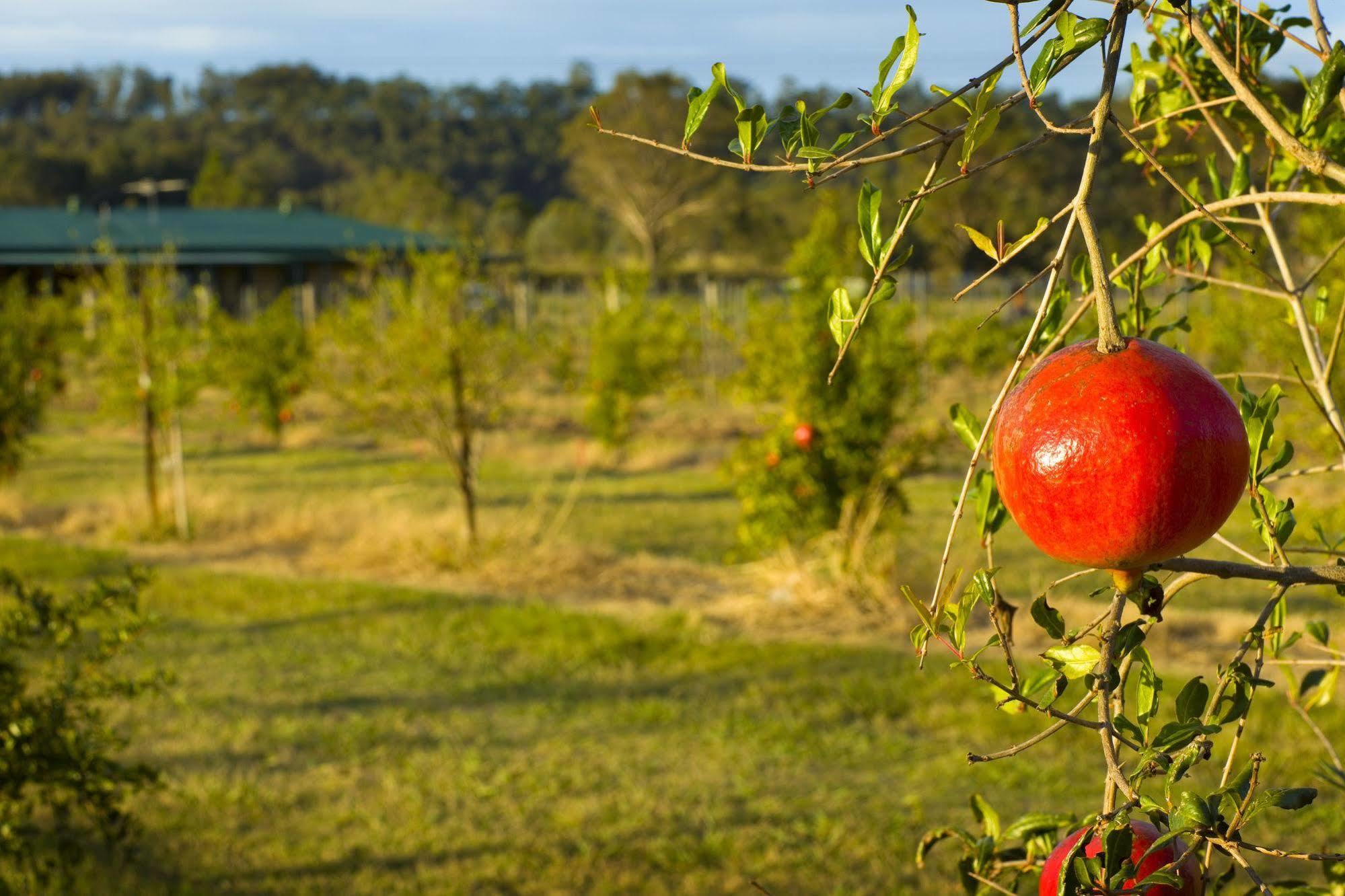 Talga Estate Lovedale Exterior foto